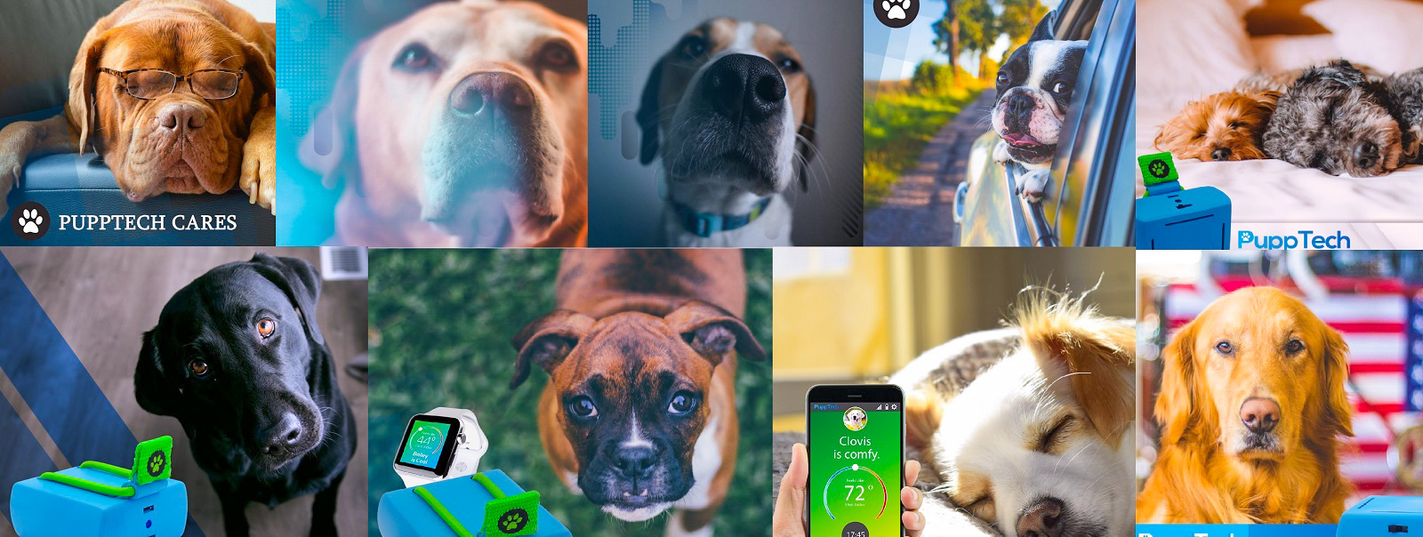 PuppComm is an innovative device for monitoring your dog